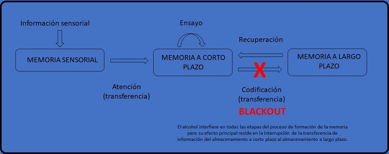 El blackout por consumo de alcohol es una interrupción de la formación de la memoria
