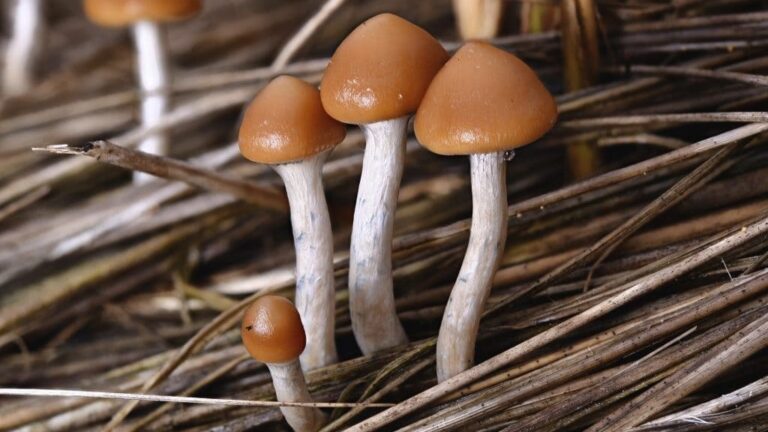 Hongos alucinógenos con psilocibina