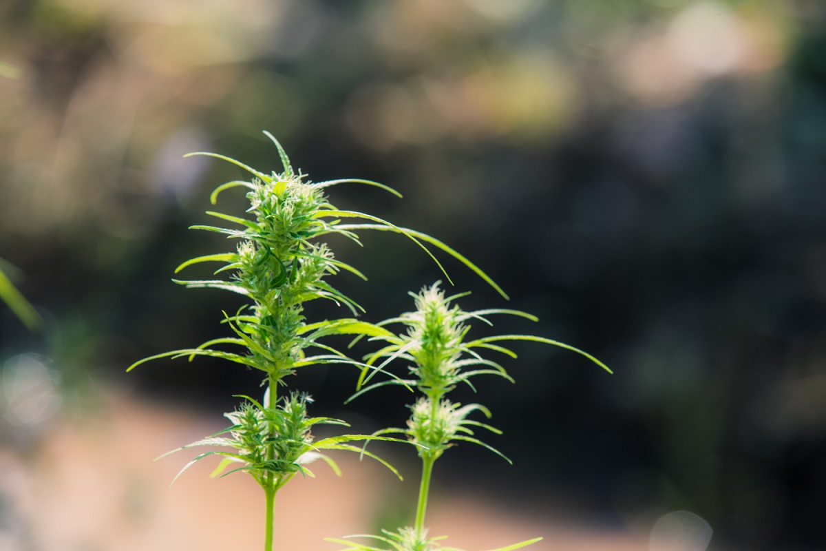 Planta de marihuana con cannabinoides