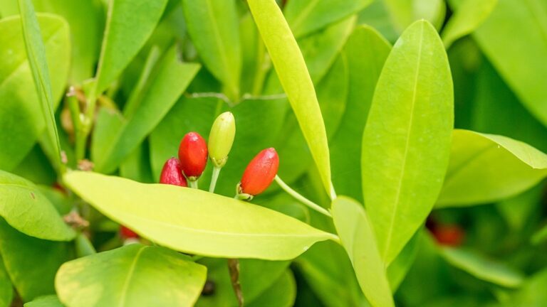 Planta y hojas de coca de las que se obtiene la cocaína.
