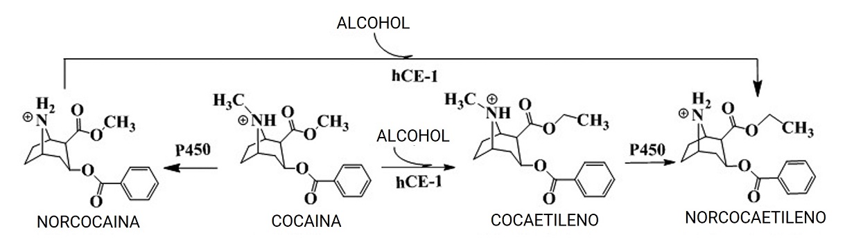 La cocaína y sus metabolitos tóxicos producidos por el consumo de cocaína y alcohol