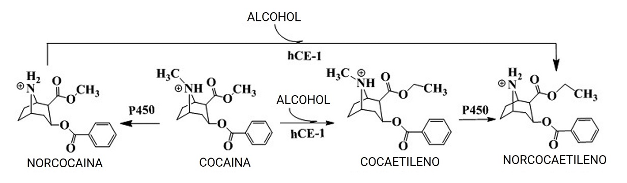 Ruta química del metabolismo de la cocaína en presencia del alcohol y la formación de cocaetileno