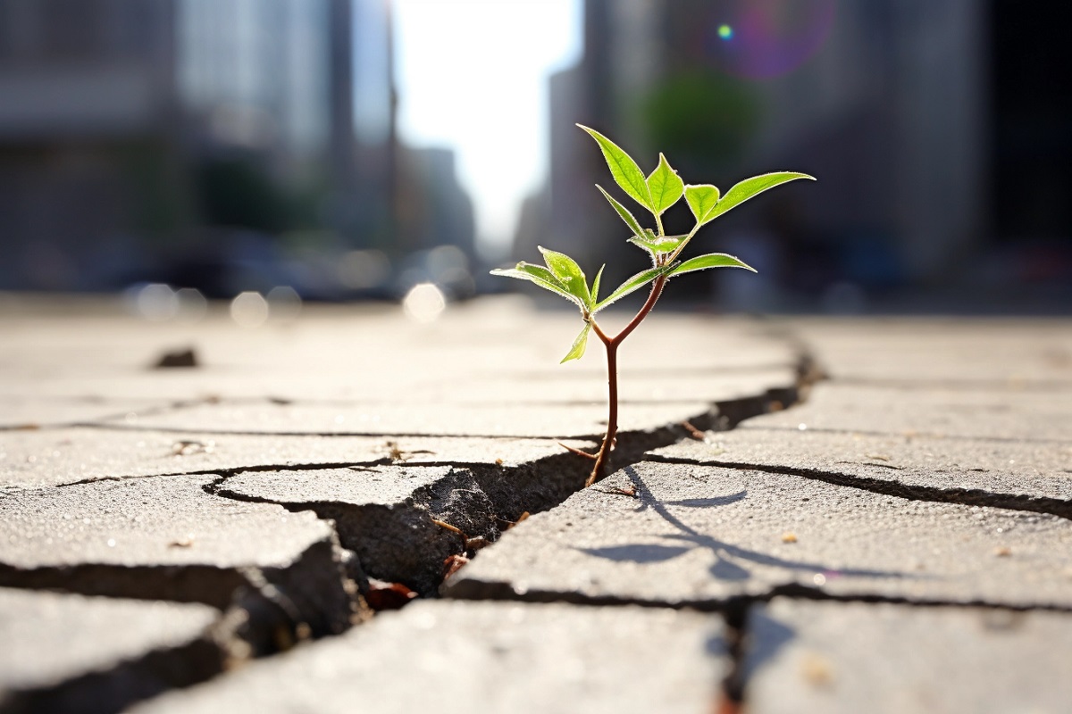 Planta creciendo en medio del asfalto como imágen de resiliencia