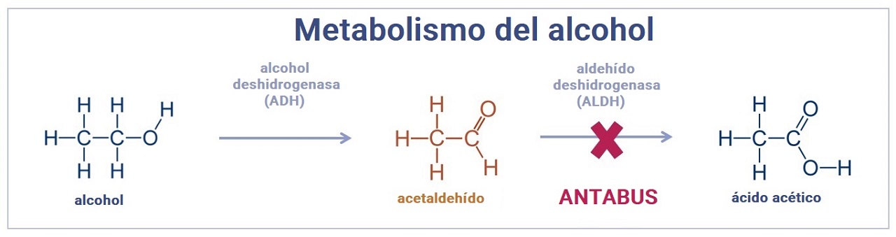 metabolismo del alcohol y antabus