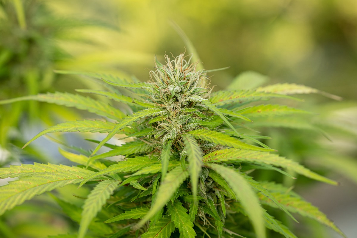 Planta de marihuana con tetrathidrocannabinol
