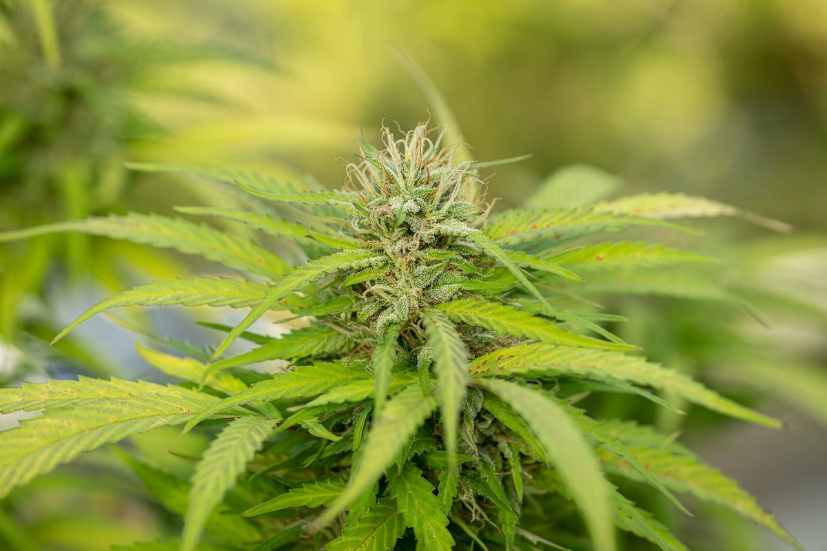 Planta de marihuana con THC o tetrathidrocannabinol