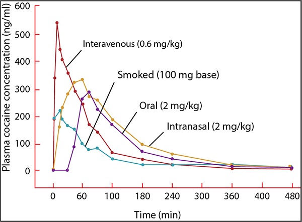 tiempo tarda eliminarse cocaína